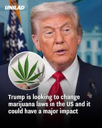 Minute-By-Minute Look at Marijuana's Effects as Trump Considers Landmark Reclassification in U.S. Law 4 images 2 1
