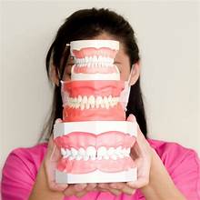 Simulation Reveals the Real Reason Behind Nightmares of Your Teeth Falling Out 3 OIP 24 1