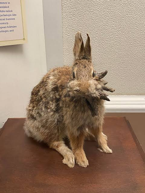 'Frankenstein' Rabbits With 'Tentacles' Explained As Experts Warn Of Rapid Spread Across US 3 frankenstein rabbit