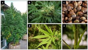 Scientists Warn Cannabis Is Now Much Stronger And Poses Greater Health Risks 5 images 13