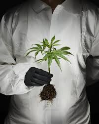 Scientists Warn Cannabis Is Now Much Stronger And Poses Greater Health Risks 2 images 14