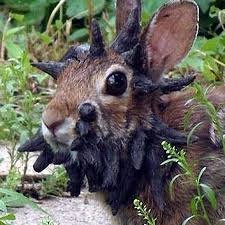 'Frankenstein' Rabbits With 'Tentacles' Explained As Experts Warn Of Rapid Spread Across US 4 images 17 1