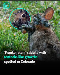 'Frankenstein' Rabbits With 'Tentacles' Explained As Experts Warn Of Rapid Spread Across US 2 images 18 1