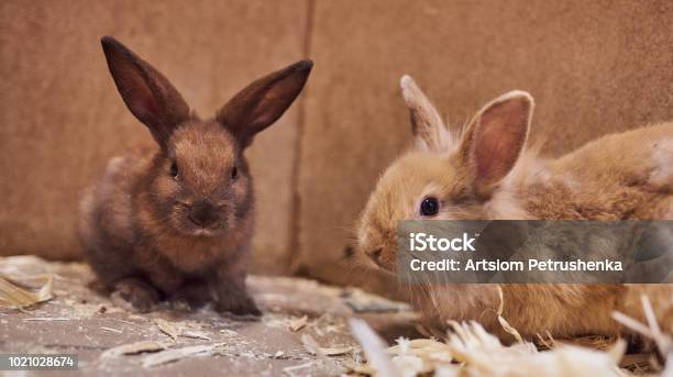 "Super nice experience" donating rabbit to zoo predators. 2 istockphoto 1021028674 612x612 1