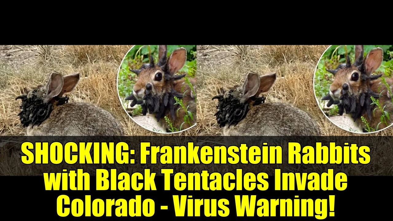 'Frankenstein' Rabbits With 'Tentacles' Explained As Experts Warn Of Rapid Spread Across US 5 maxresdefault 2