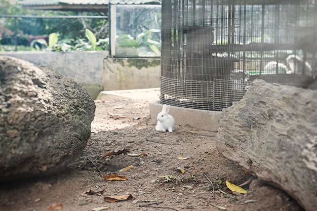 "Super nice experience" donating rabbit to zoo predators. 3 white rabbit zoo 1048944 12430605